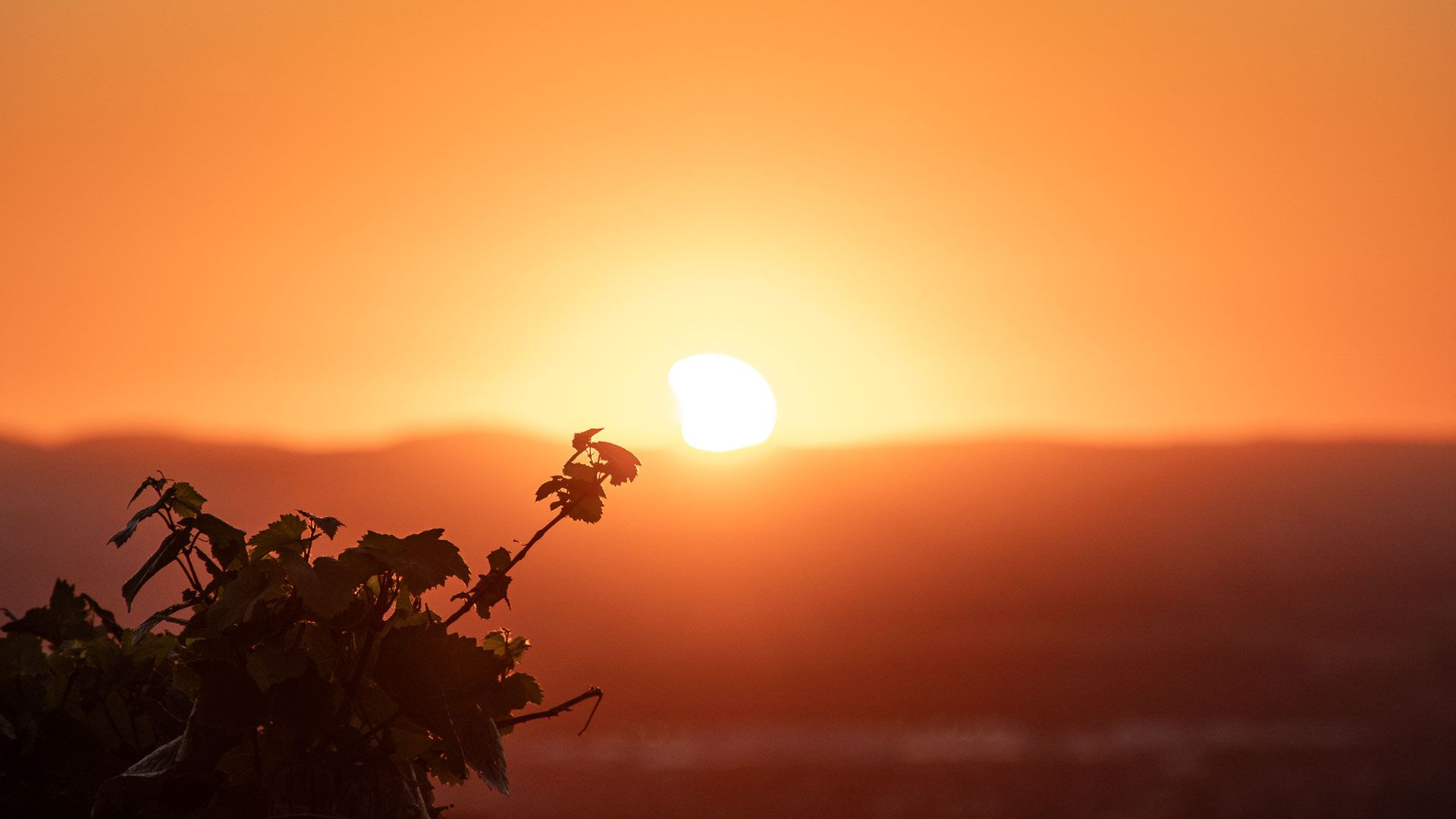Sonnenuntergang über den Reben bei Oberkirch