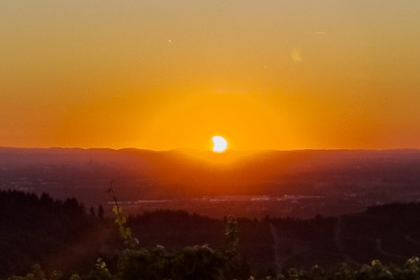 Blick nach Westen über die Reben zur untergehenden Sonne